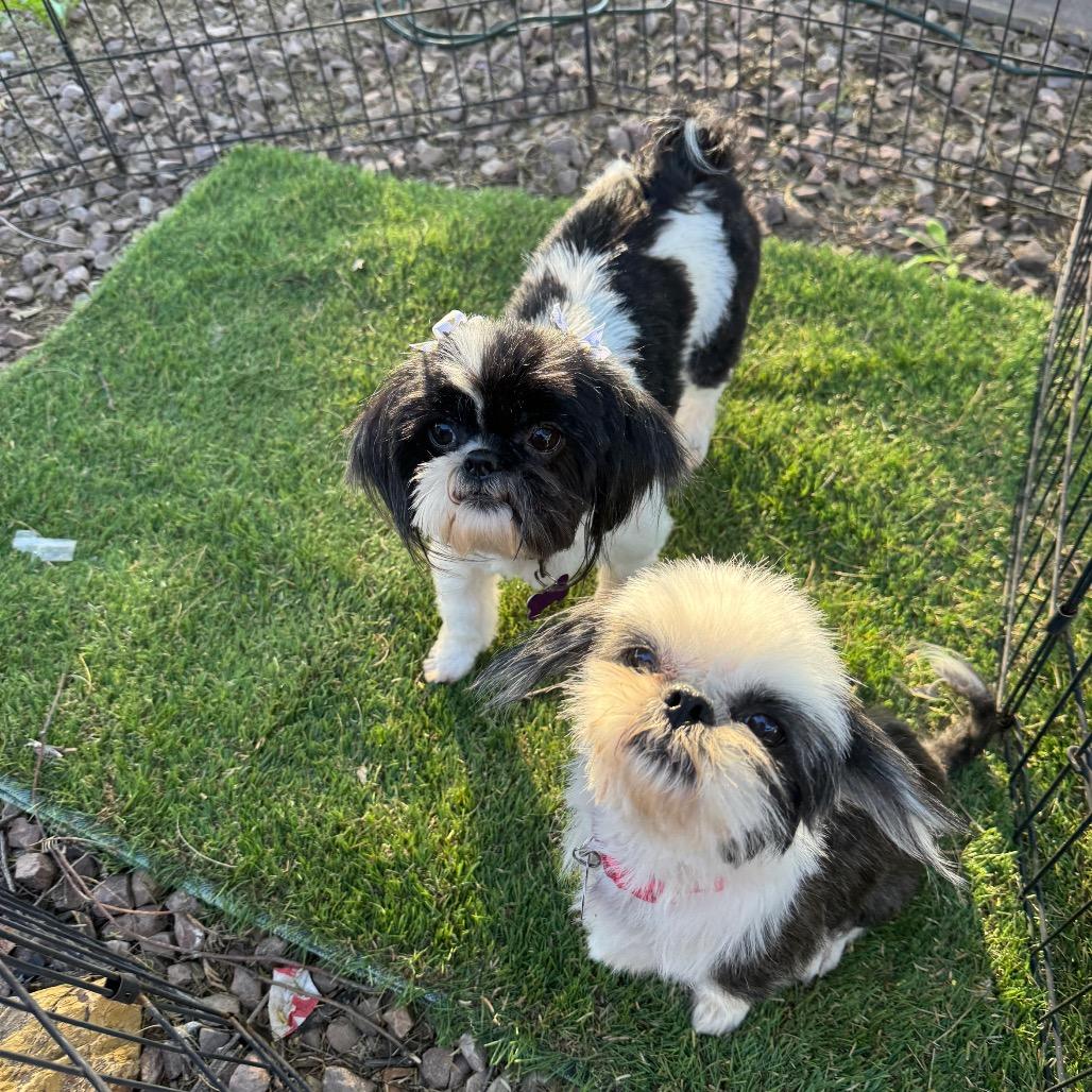 Rocco & Tiki (Bonded Pair), a Adoptable mixed breed in Phoenix, AZ image 2/2