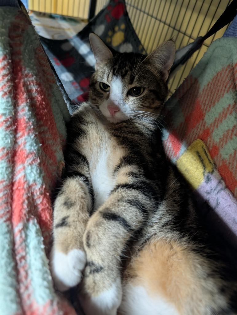 Totten, Adoptable, Kitten Male Domestic Short Hair.