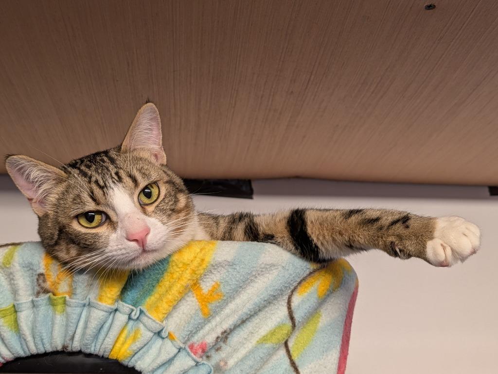 Enlarge Totten, a Adoptable mixed breed in Shelton, WA image 2/4