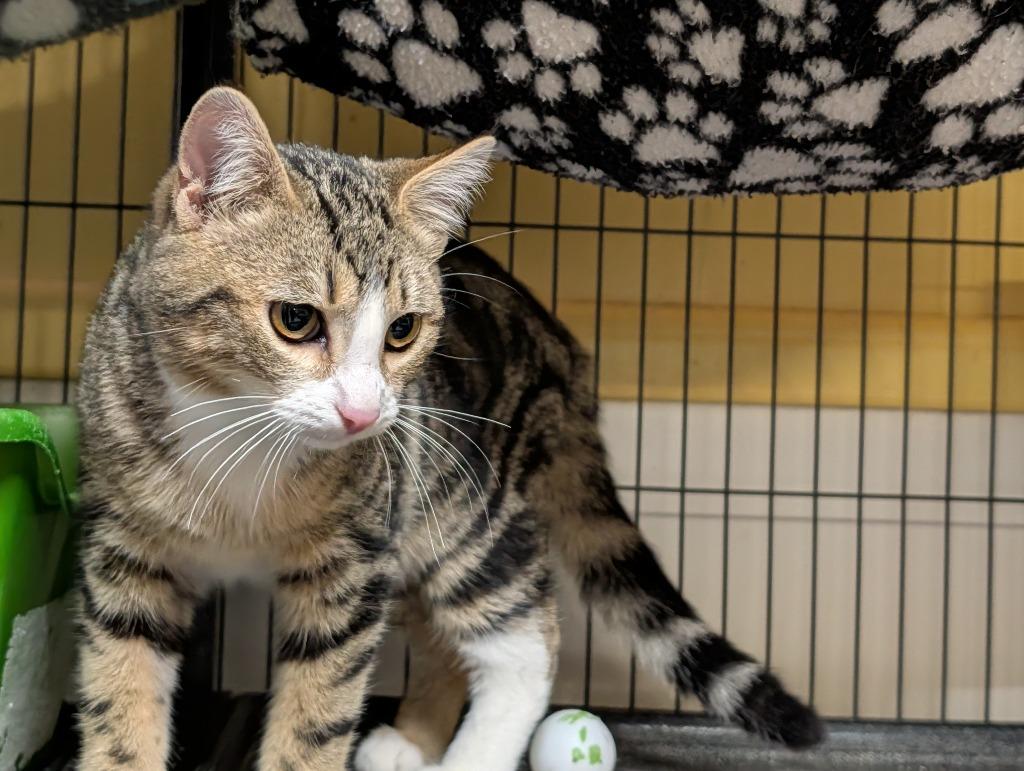Enlarge Totten, a Adoptable mixed breed in Shelton, WA image 3/4