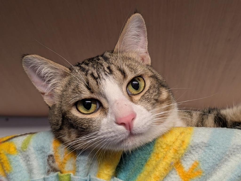 Enlarge Totten, a Adoptable mixed breed in Shelton, WA image 4/4