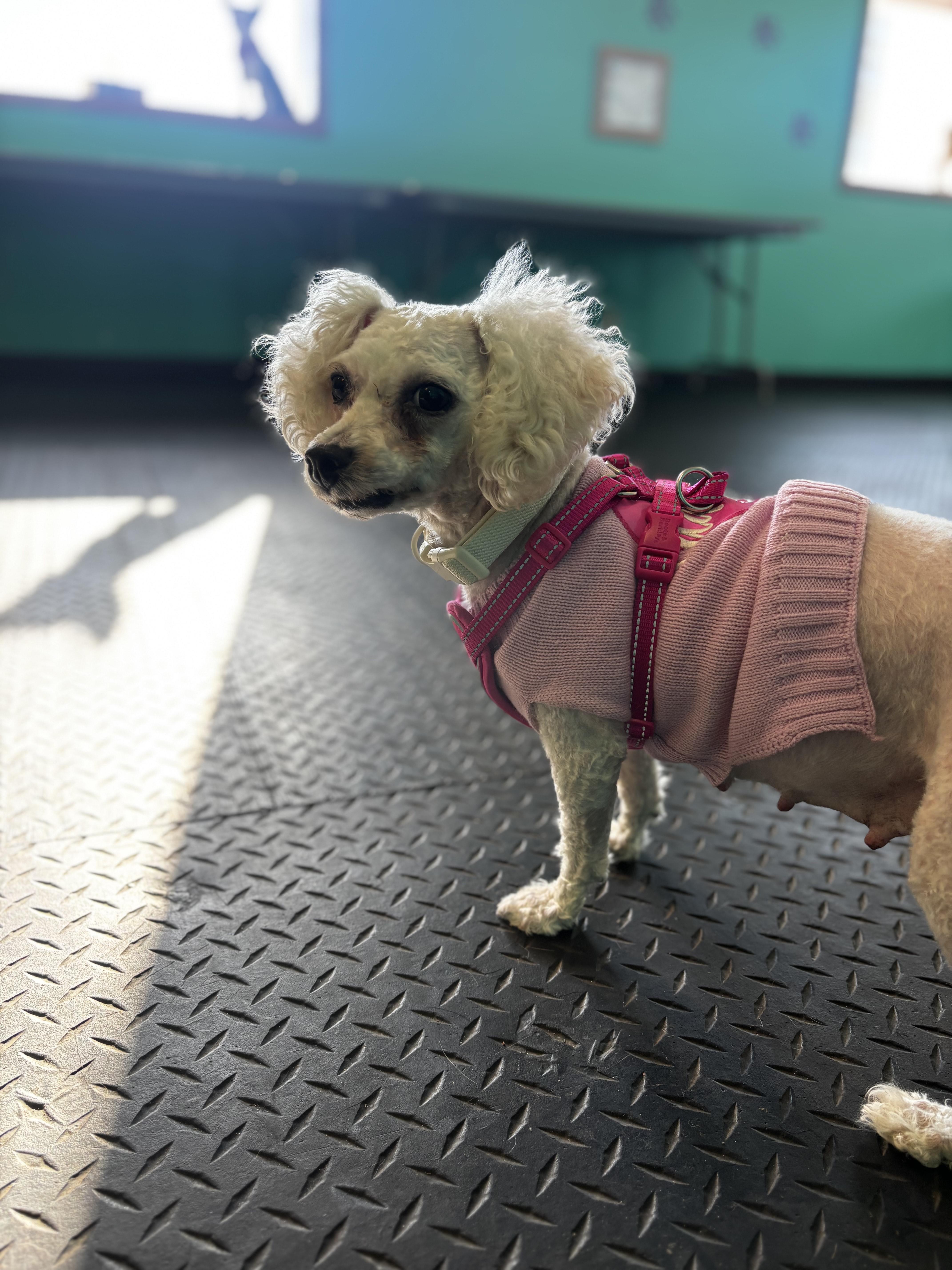 Enlarge Brandy, a ADOPTABLE Bichon Frise in Dodgeville, WI image 1/2