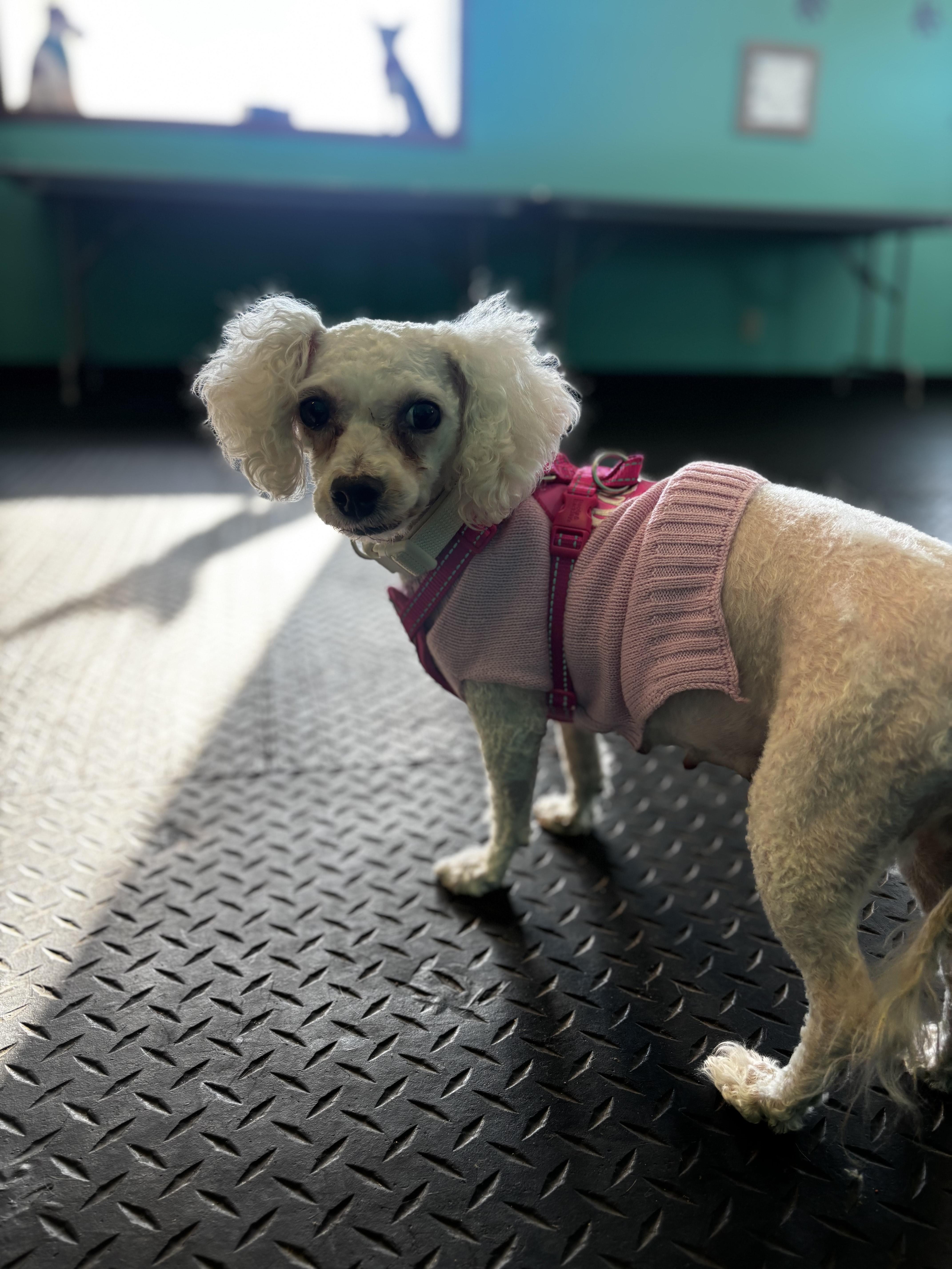 Enlarge Brandy, a ADOPTABLE Bichon Frise in Dodgeville, WI image 2/2