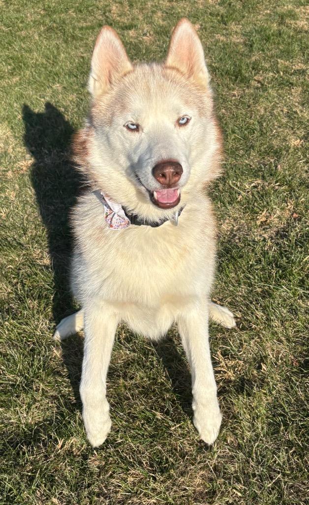 Roman, Adoptable, Adult Male Husky.