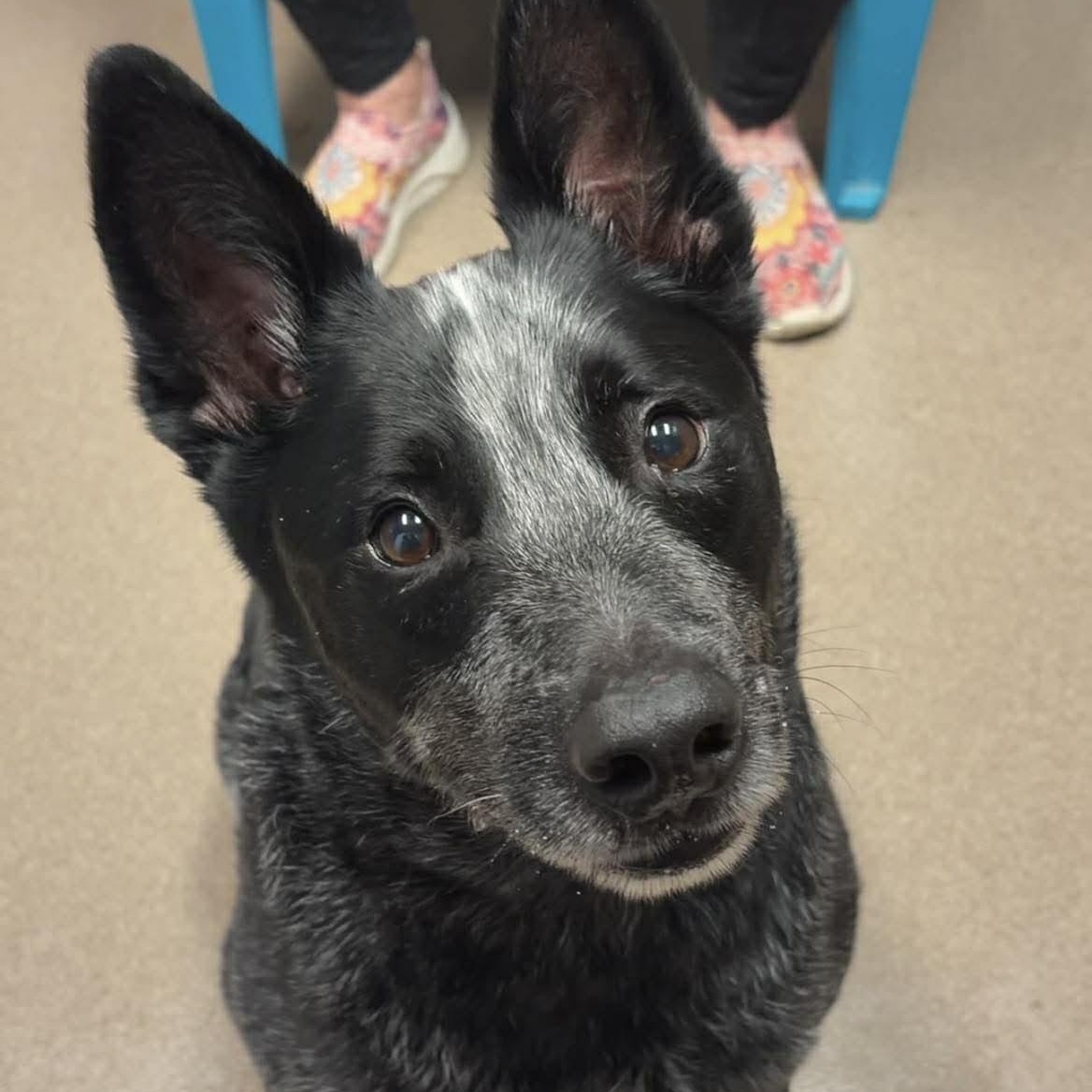 Scout, adopted, Adult Male Australian Cattle Dog / Blue Heeler.