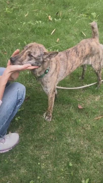 Enlarge Tiger, a Adopted mixed breed in Richmond, BC video 5/8