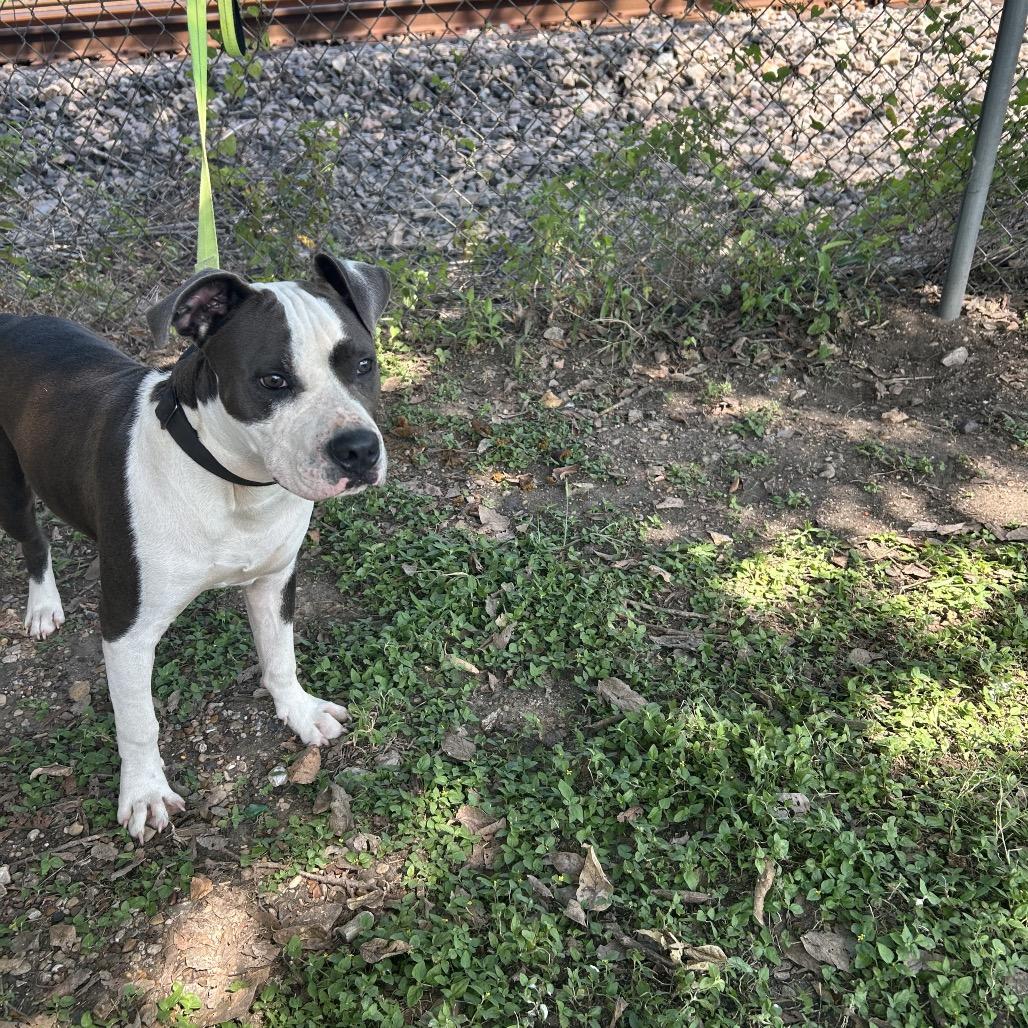 Billy P45630, a Adoptable Pit Bull Terrier in Corsicana, TX image 1/4