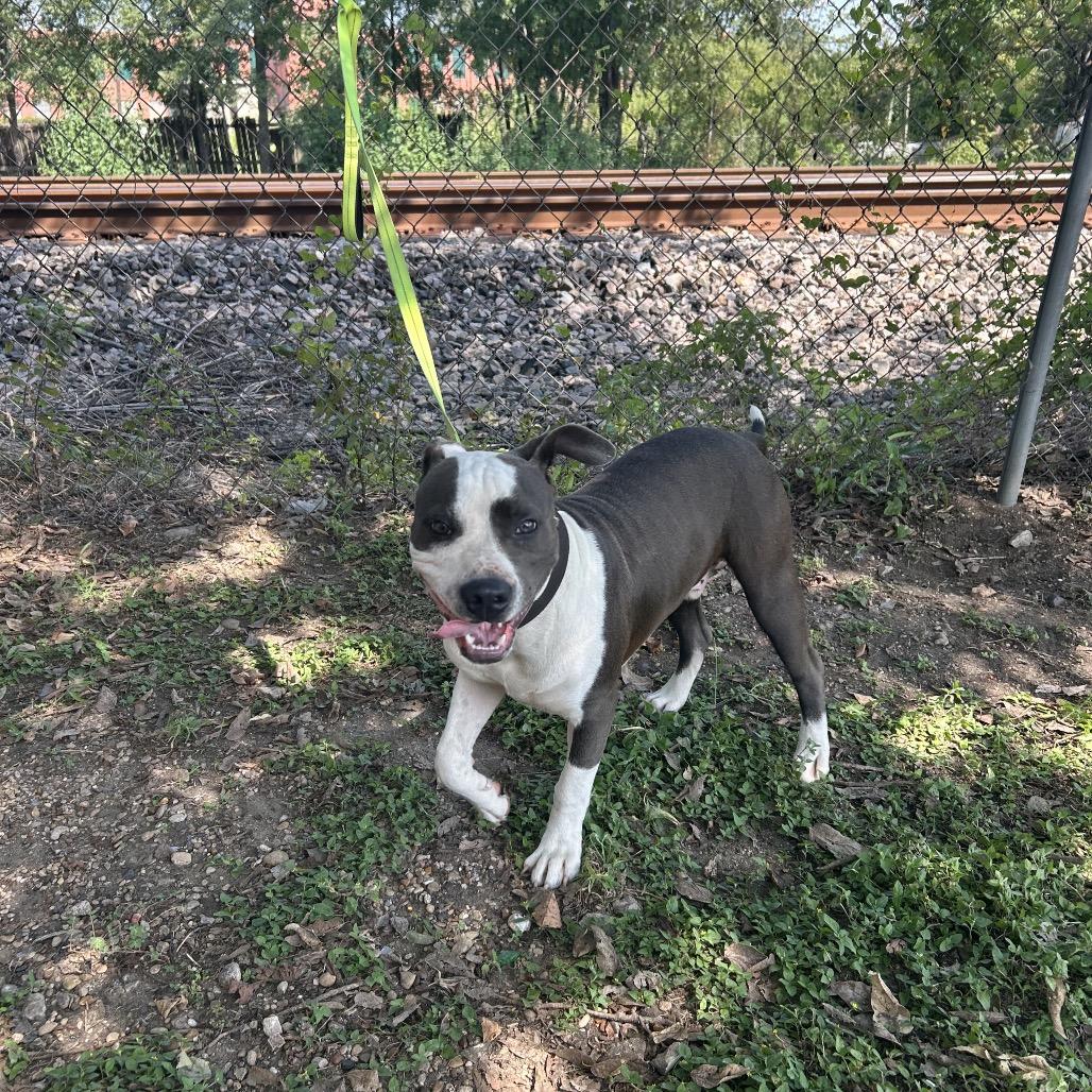 Billy P45630, a Adoptable Pit Bull Terrier in Corsicana, TX image 2/4