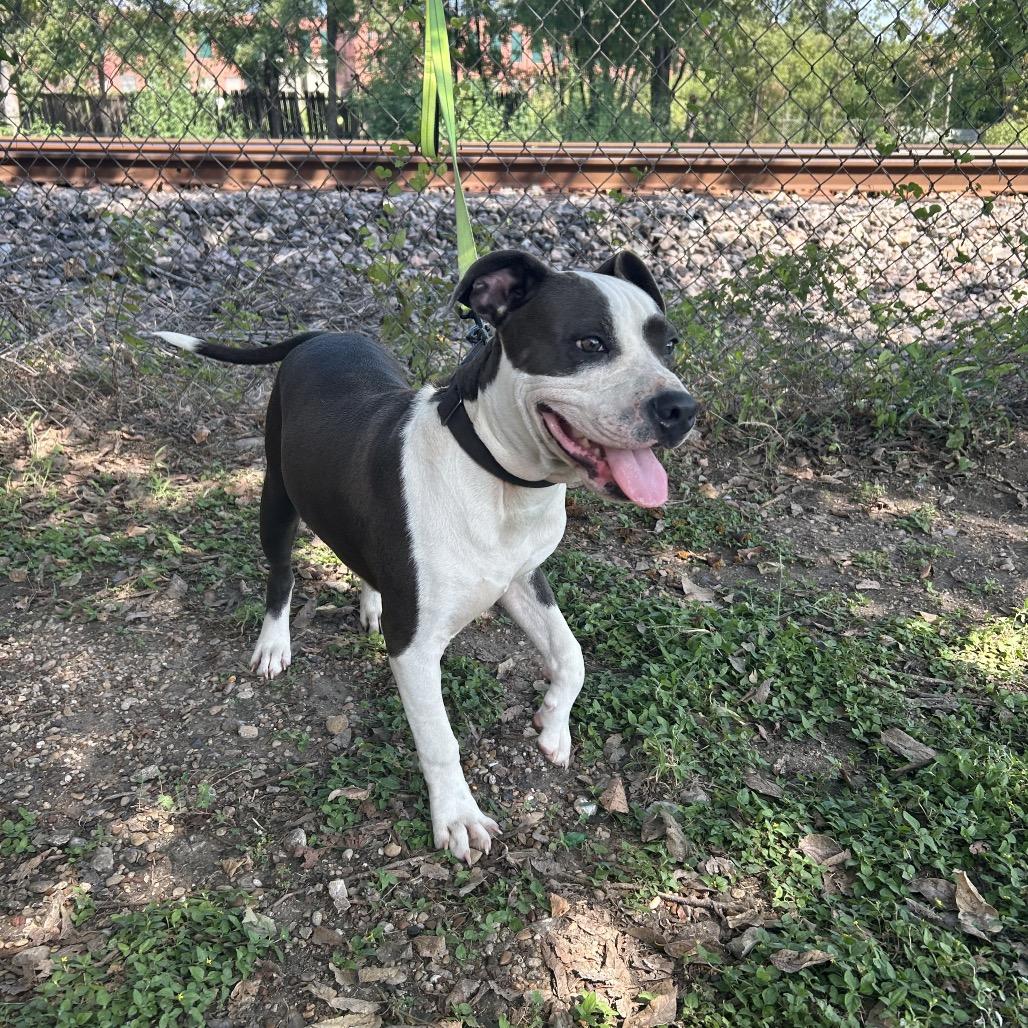 Billy P45630, a Adoptable Pit Bull Terrier in Corsicana, TX image 3/4