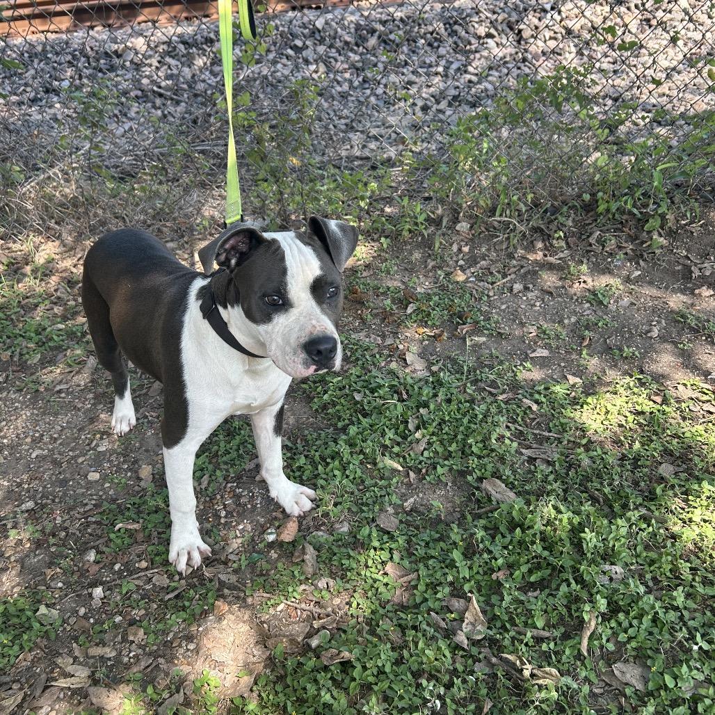 Billy P45630, a Adoptable Pit Bull Terrier in Corsicana, TX image 4/4