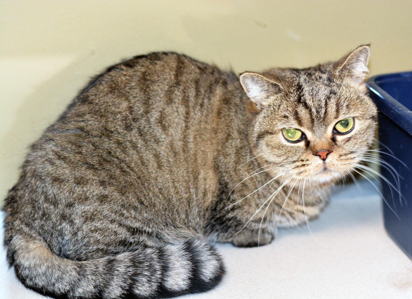 BUTTONS, an adoptable Munchkin in San Clemente, CA, 92674 | Photo Image 1