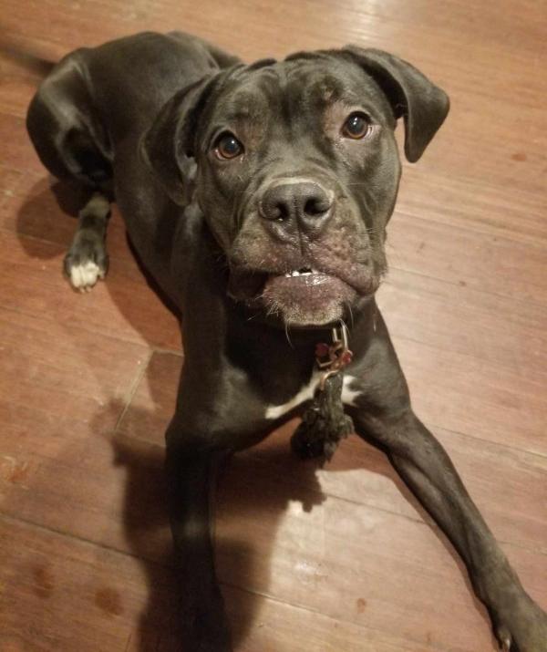 Enlarge Penny, a Adoptable English Bulldog in Bothell, WA image 1/3