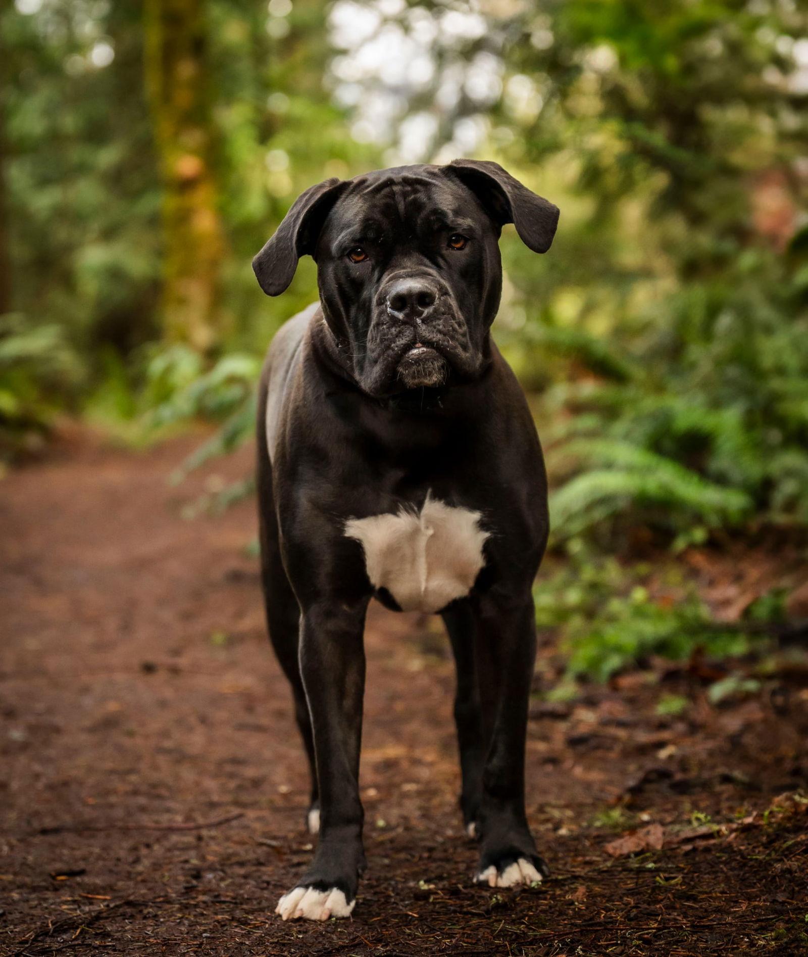 Enlarge Penny, a Adoptable English Bulldog in Bothell, WA image 1/3