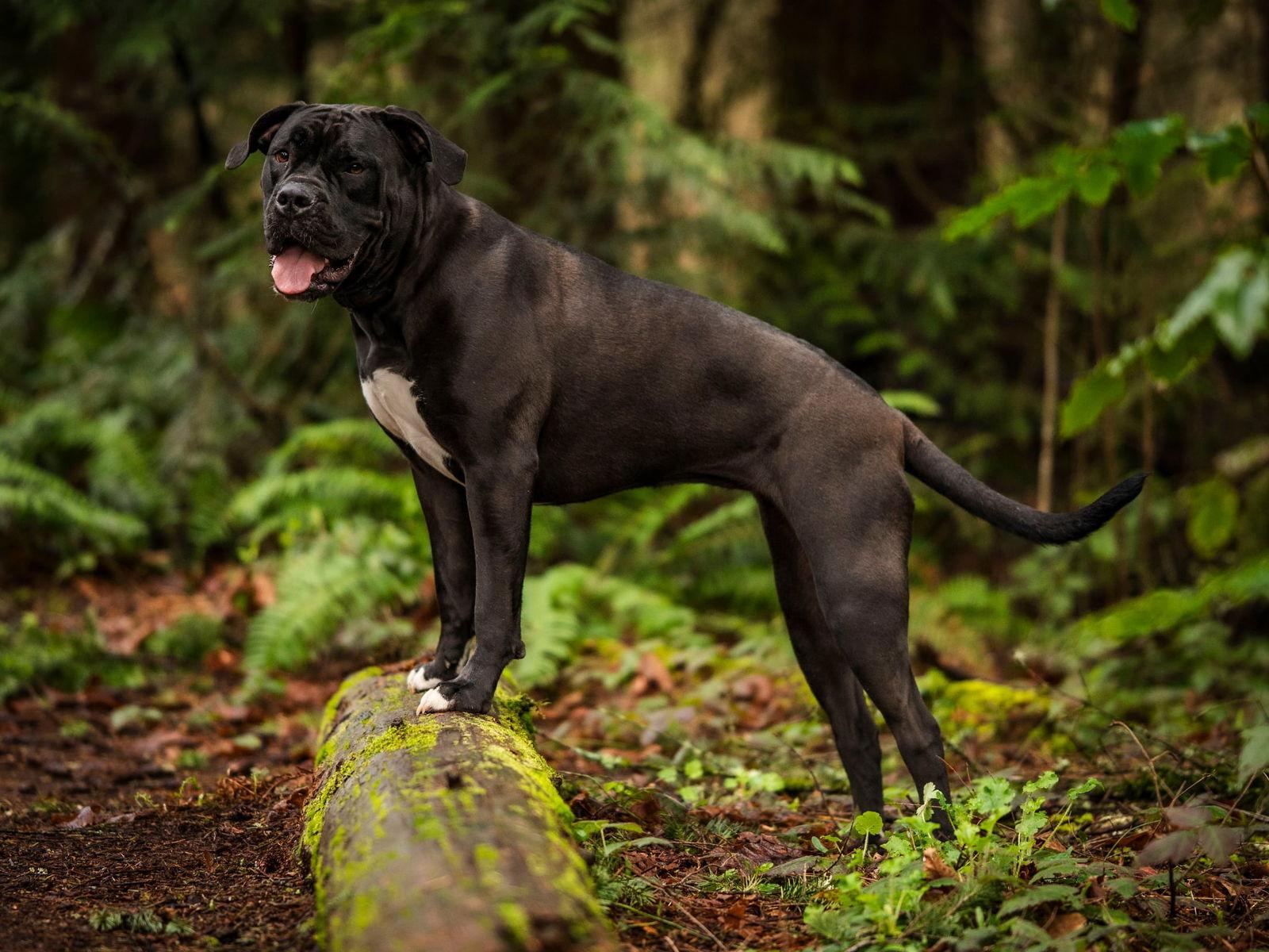 Enlarge Penny, a Adoptable English Bulldog in Bothell, WA image 3/3
