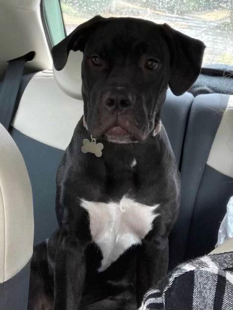 Penny, a Adoptable English Bulldog in Bothell, WA image 3/3