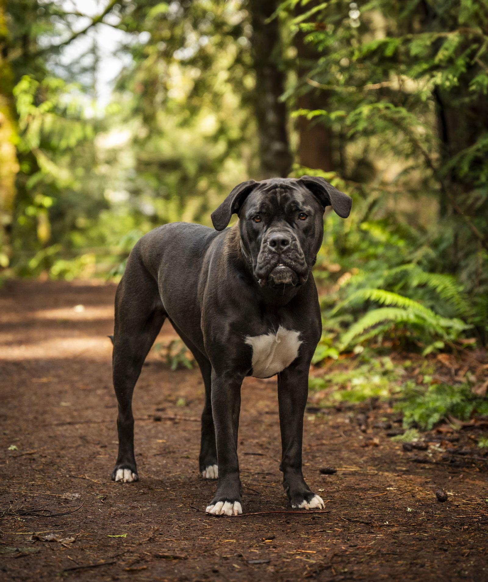 Enlarge Penny, a Adoptable English Bulldog in Bothell, WA image 3/3