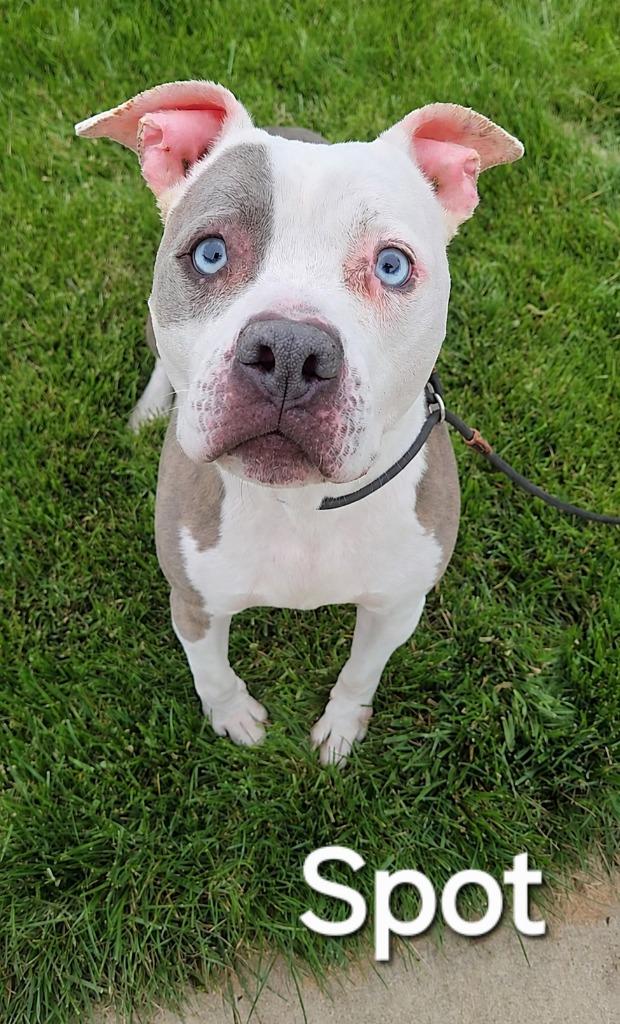 Spot Yrly 62, Adoptable, Adult Male Pit Bull Terrier.