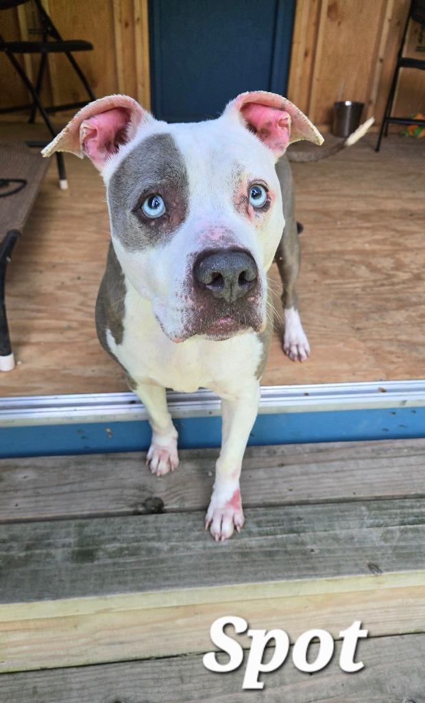 Spot Yrly 62, a Adoptable Pit Bull Terrier in Sidney, OH image 2/6