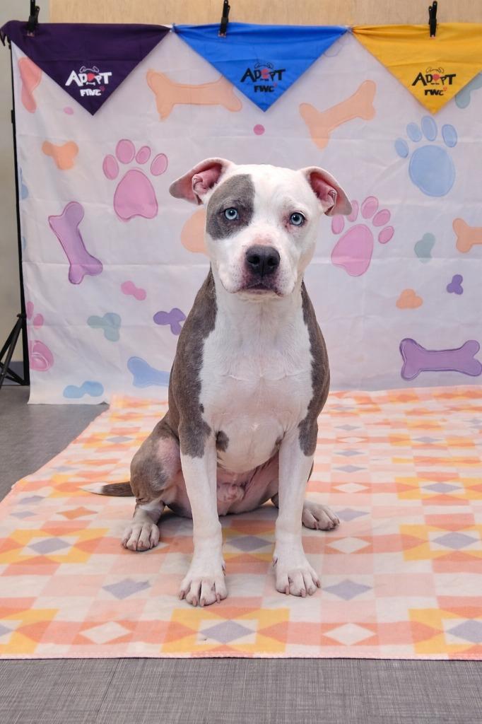 Enlarge Spot Yrly 62, a Adoptable Pit Bull Terrier in Sidney, OH image 1/4