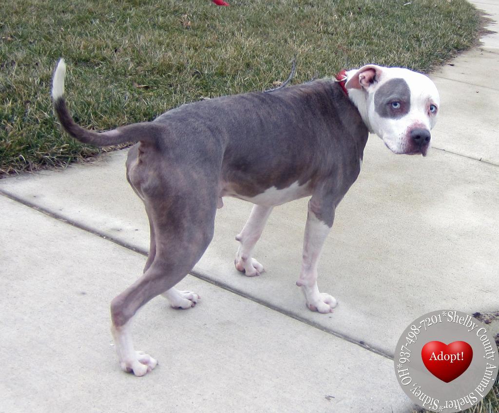 Enlarge Spot Yrly 62, a Adoptable Pit Bull Terrier in Sidney, OH image 2/4