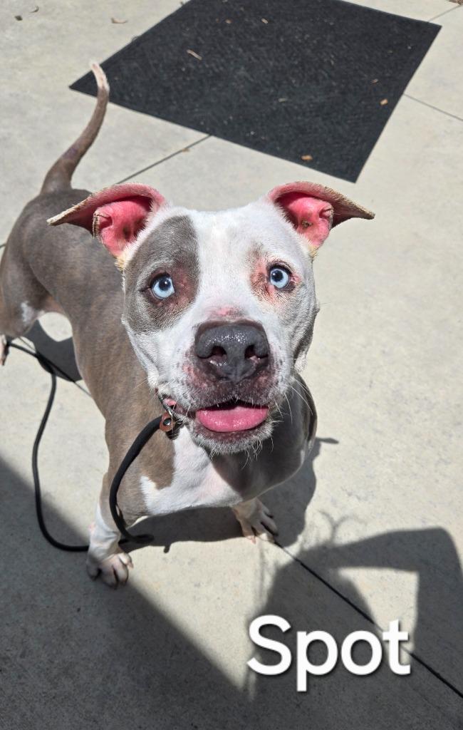 Spot Yrly 62, a Adoptable Pit Bull Terrier in Sidney, OH image 4/6