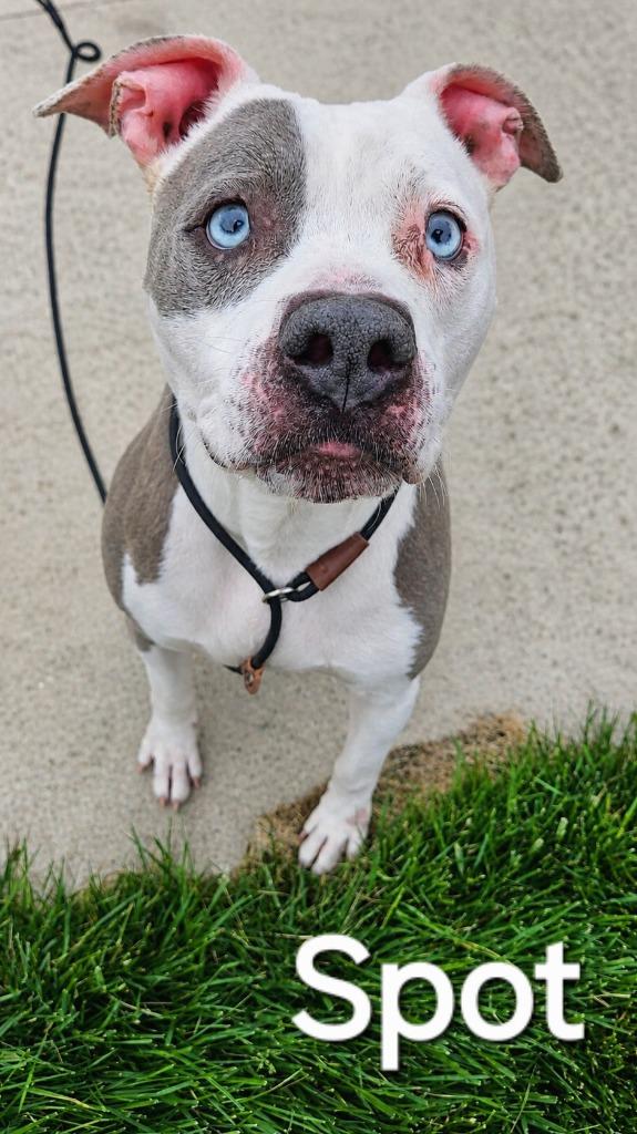 Spot Yrly 62, a Adoptable Pit Bull Terrier in Sidney, OH image 4/6