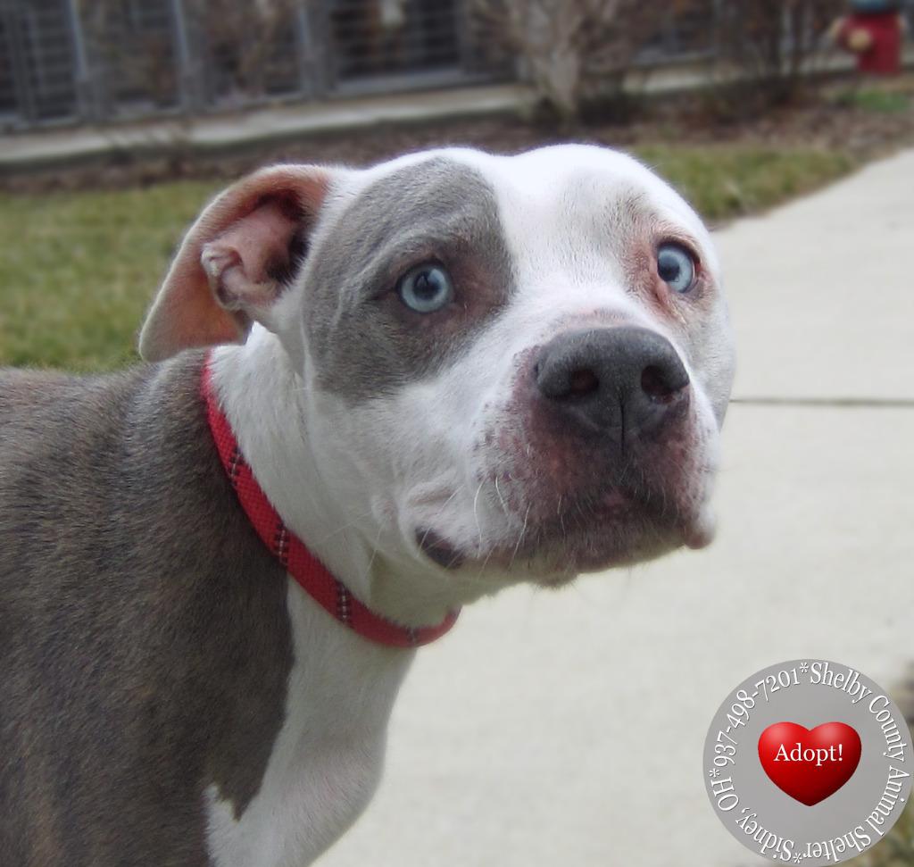 Enlarge Spot Yrly 62, a Adoptable Pit Bull Terrier in Sidney, OH image 3/4