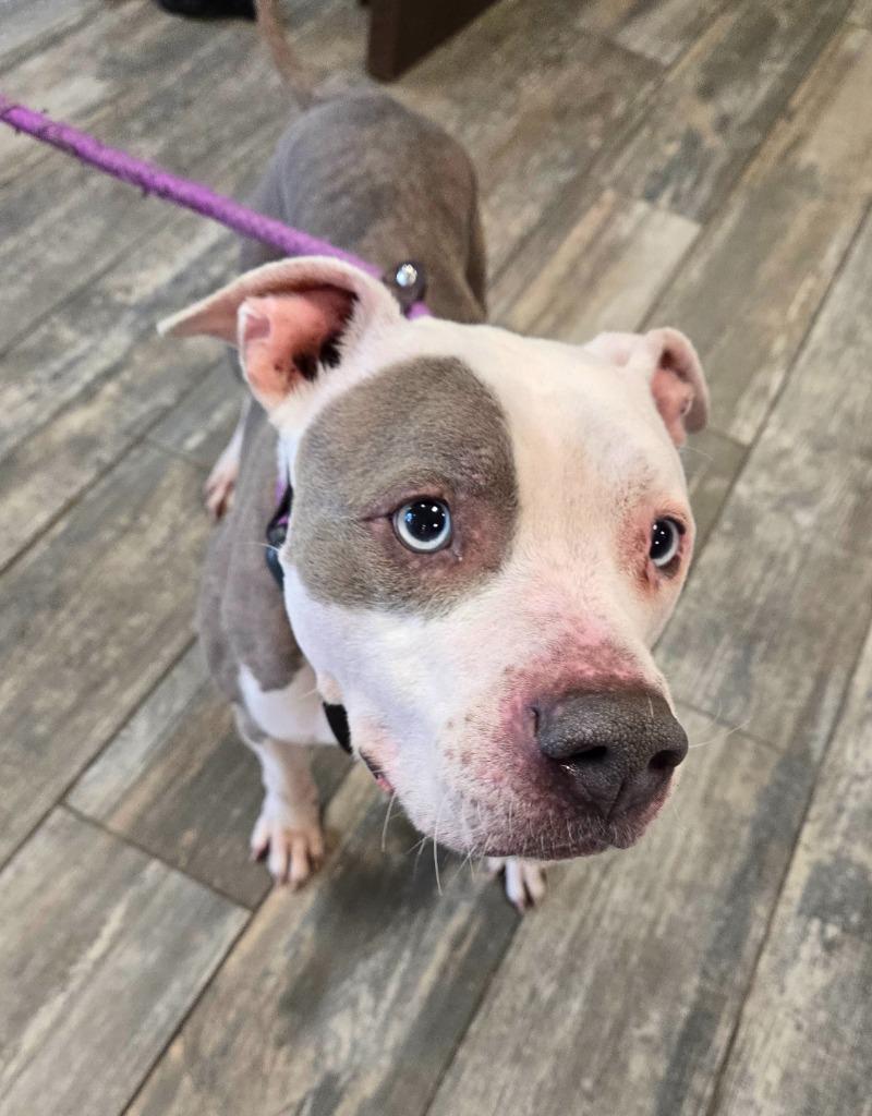 Enlarge Spot Yrly 62, a Adoptable Pit Bull Terrier in Sidney, OH image 4/4