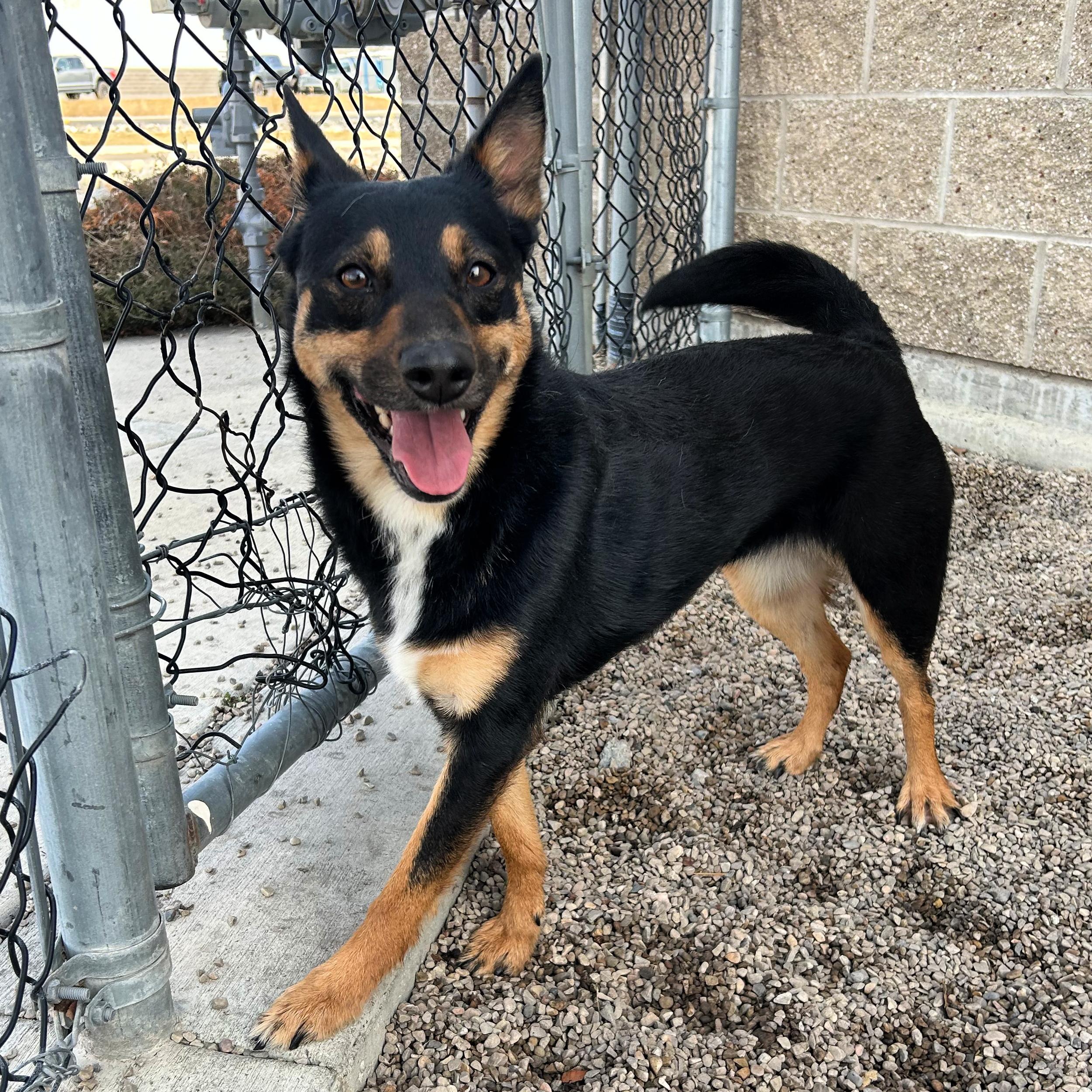 Enlarge Perfect, an adopted mixed breed in Lindon, UT image 1/5