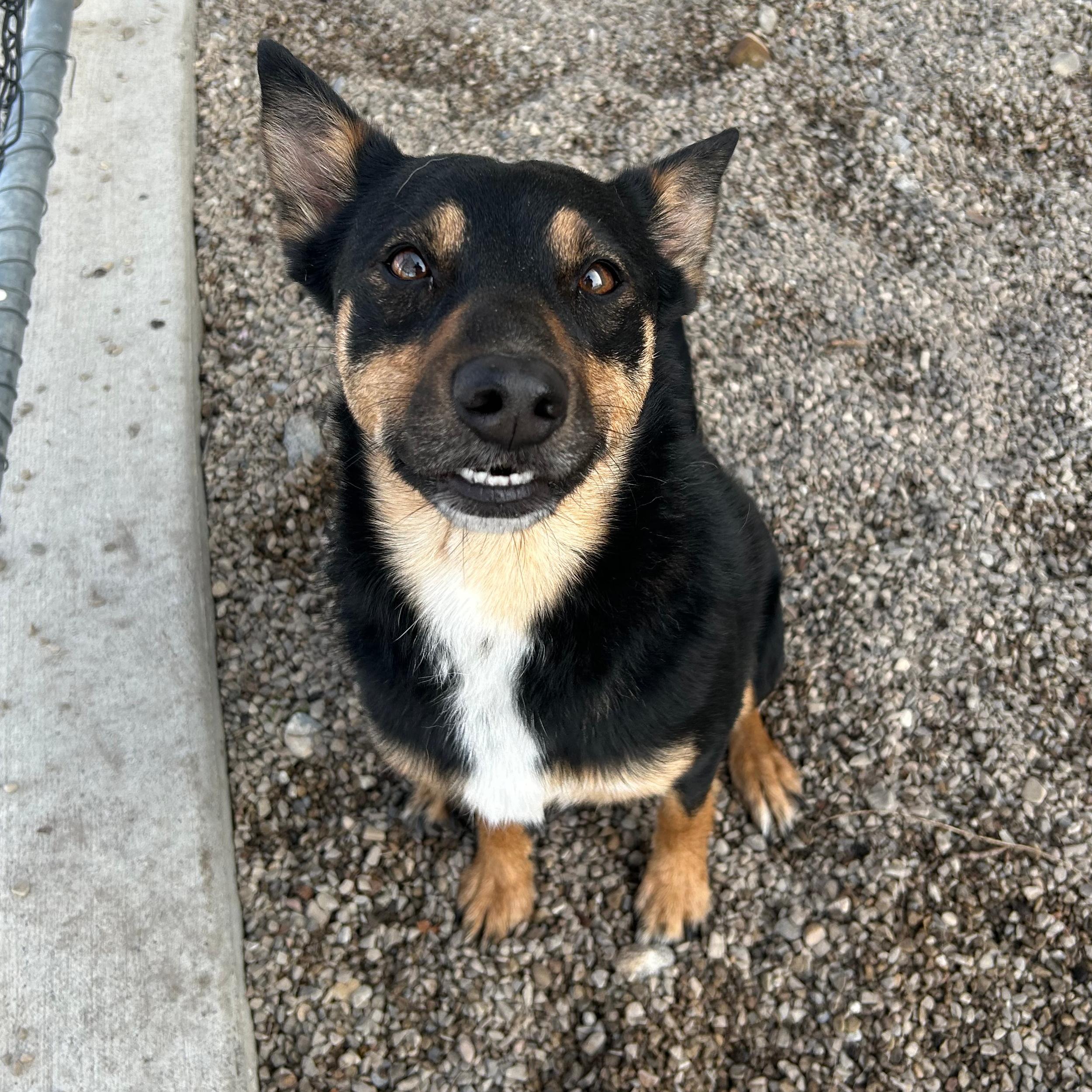 Enlarge Perfect, an adopted mixed breed in Lindon, UT image 4/5