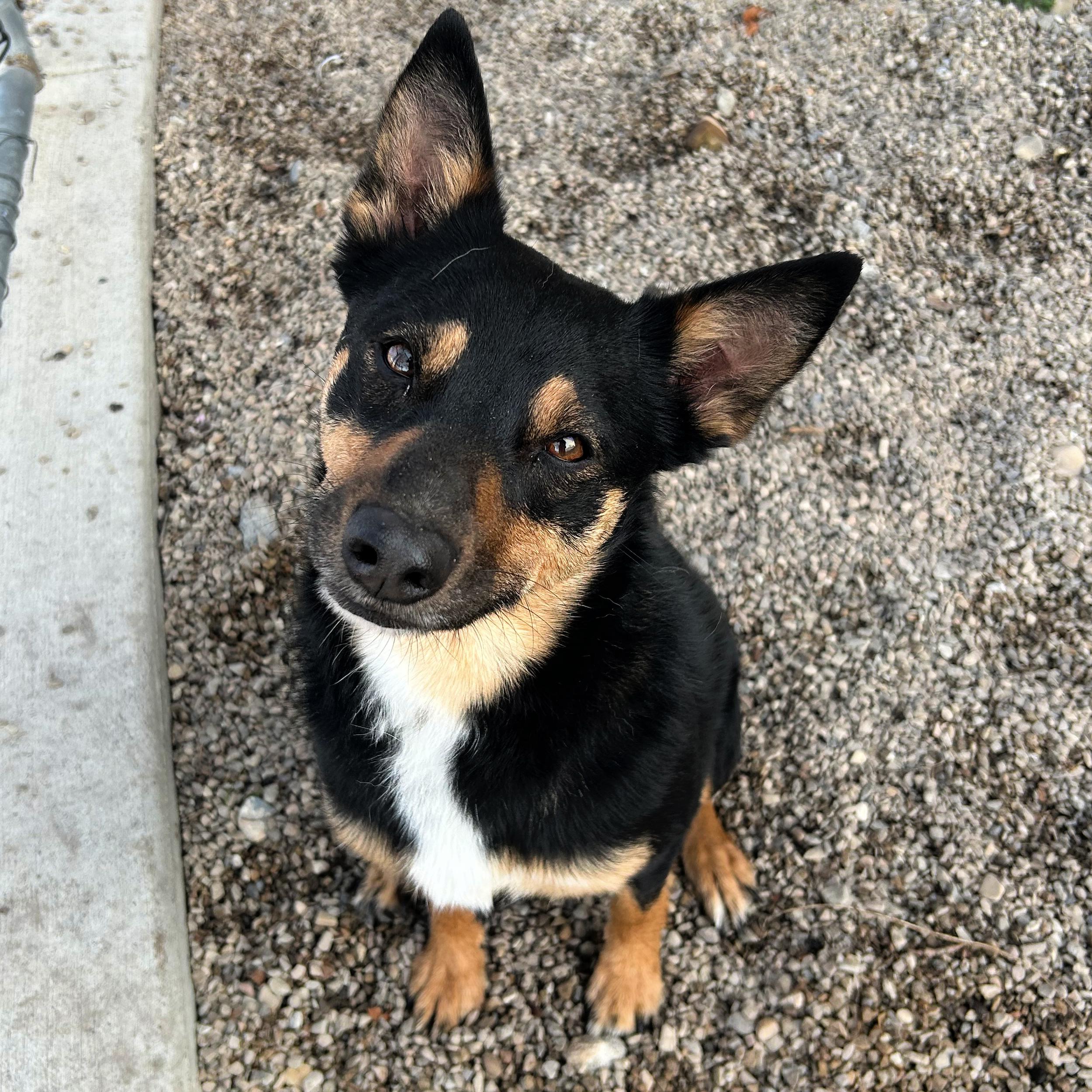 Enlarge Perfect, an adopted mixed breed in Lindon, UT image 2/5