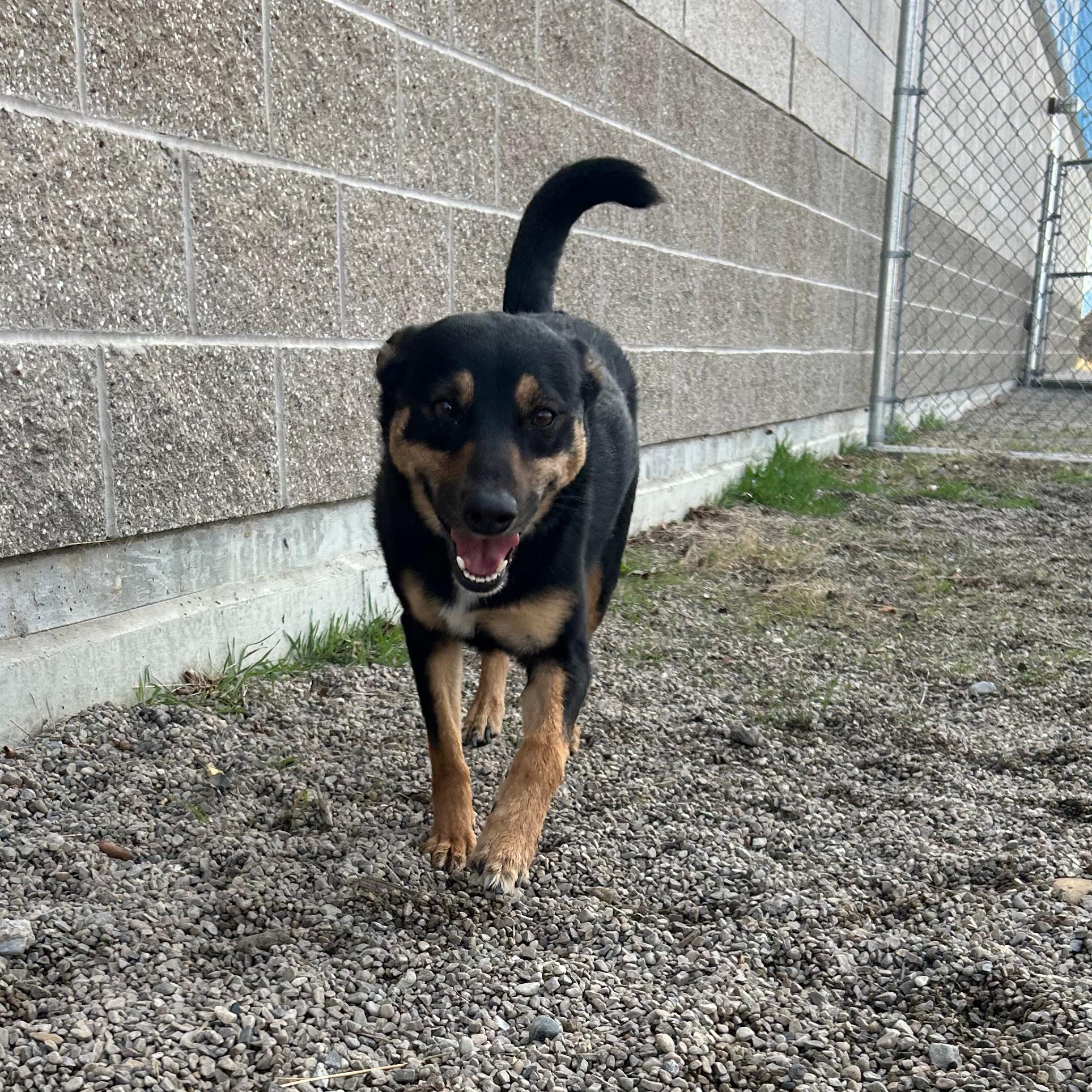 Enlarge Perfect, an adopted mixed breed in Lindon, UT image 5/5