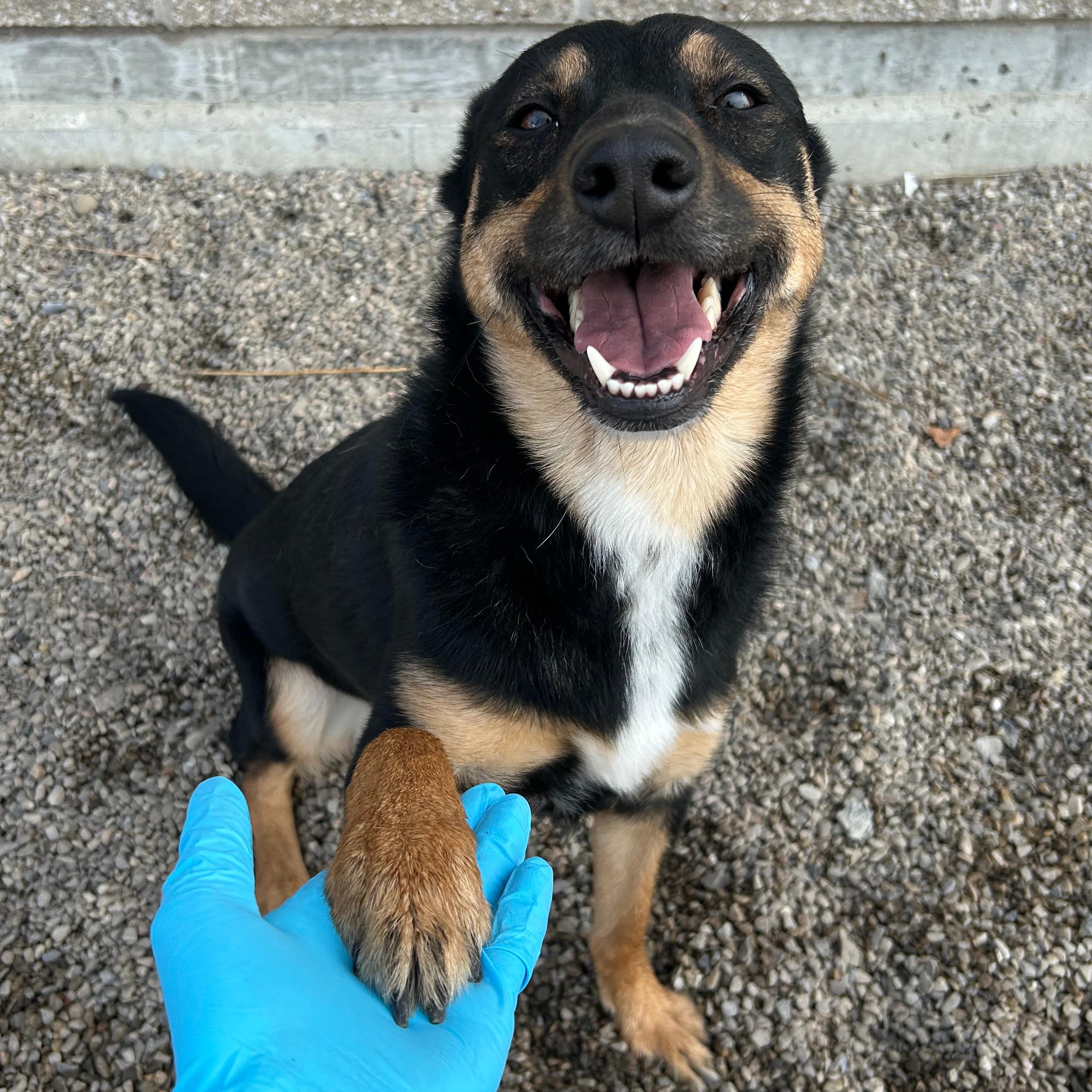 Enlarge Perfect, an adopted mixed breed in Lindon, UT image 3/5