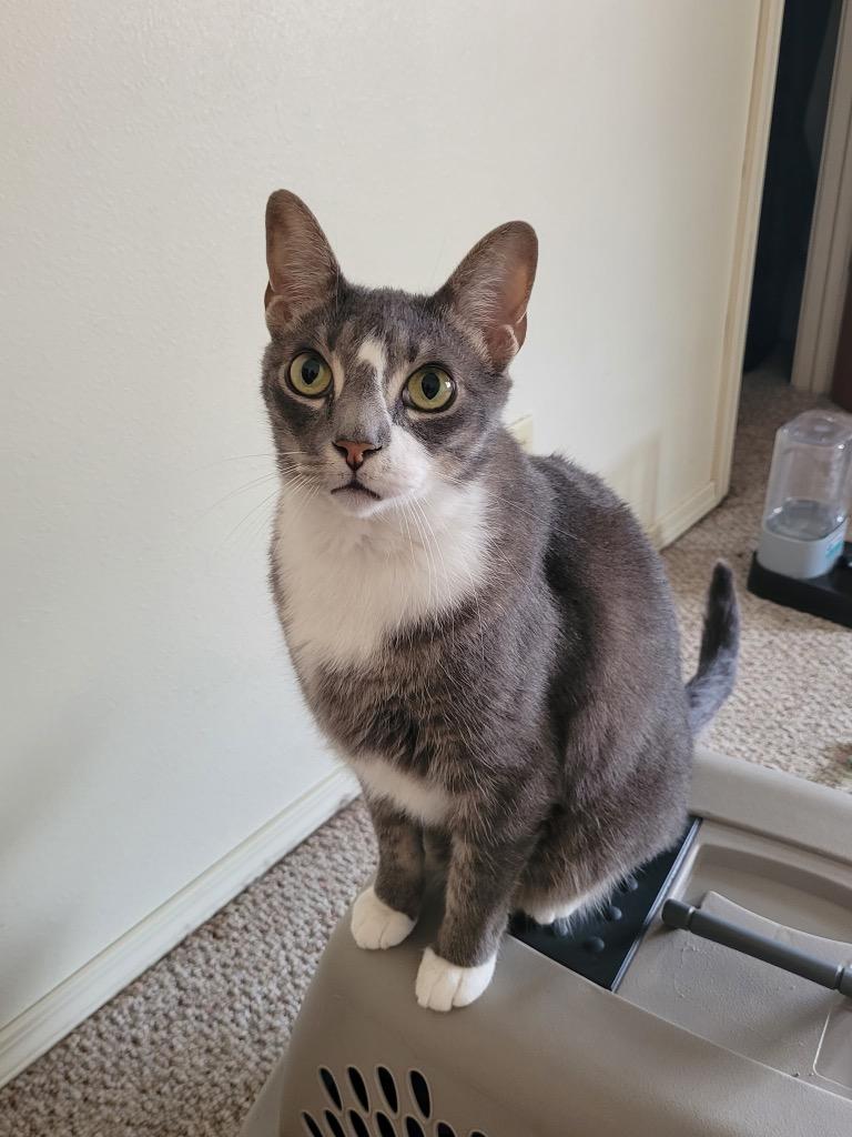 George, Adoptable, Adult Male Domestic Short Hair.