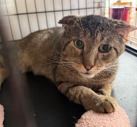 Nicholas (Crinkly Ears), a Adoptable Domestic Short Hair in New York, NY image 2/4