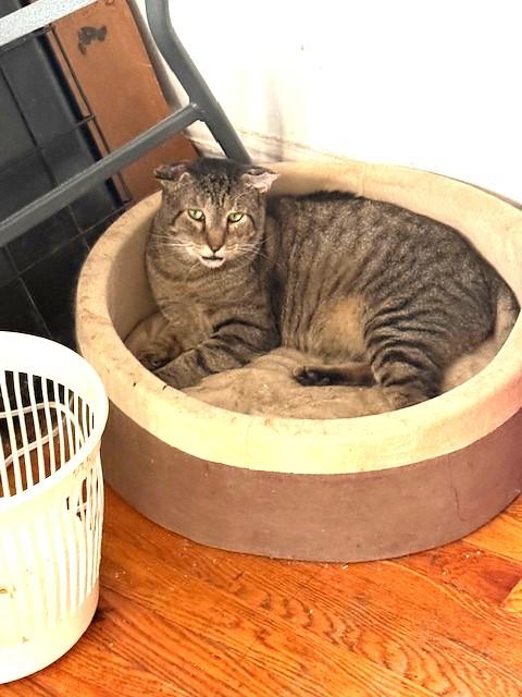 Nicholas (Crinkly Ears), a Adoptable Domestic Short Hair in New York, NY image 1/4