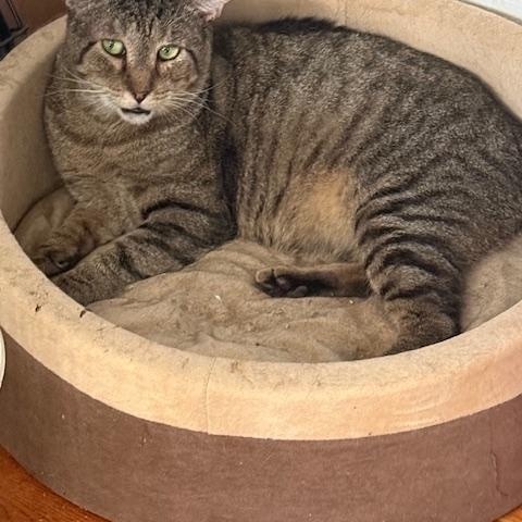 Nicholas (Crinkly Ears), a Adoptable Domestic Short Hair in New York, NY image 4/4