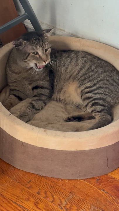 Enlarge Nicholas (Crinkly Ears), a Adoptable Domestic Short Hair in New York, NY video 3/4