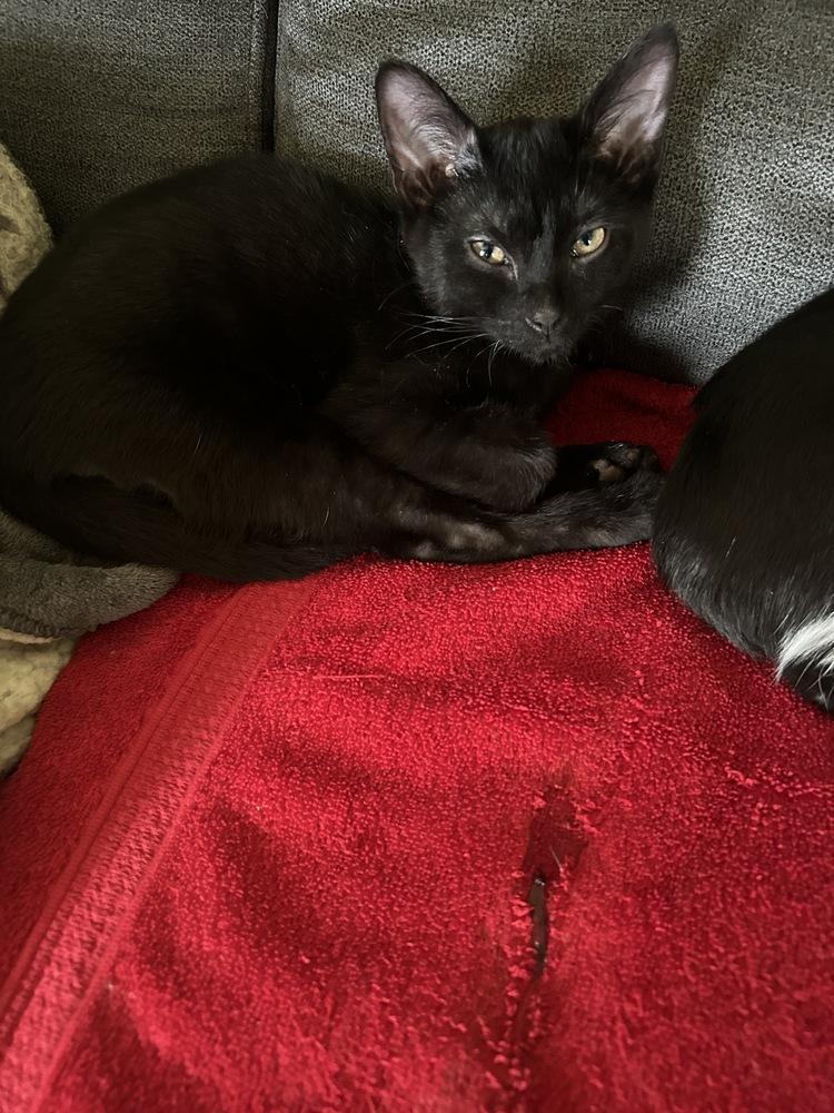 blu, Adoptable, Kitten Male Domestic Short Hair.