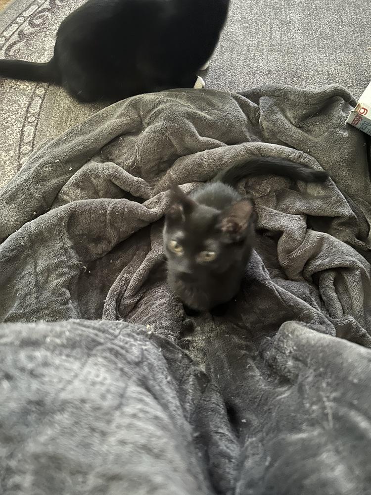 Enlarge blu, a Adoptable Domestic Short Hair in Lincoln Park, MI image 2/3