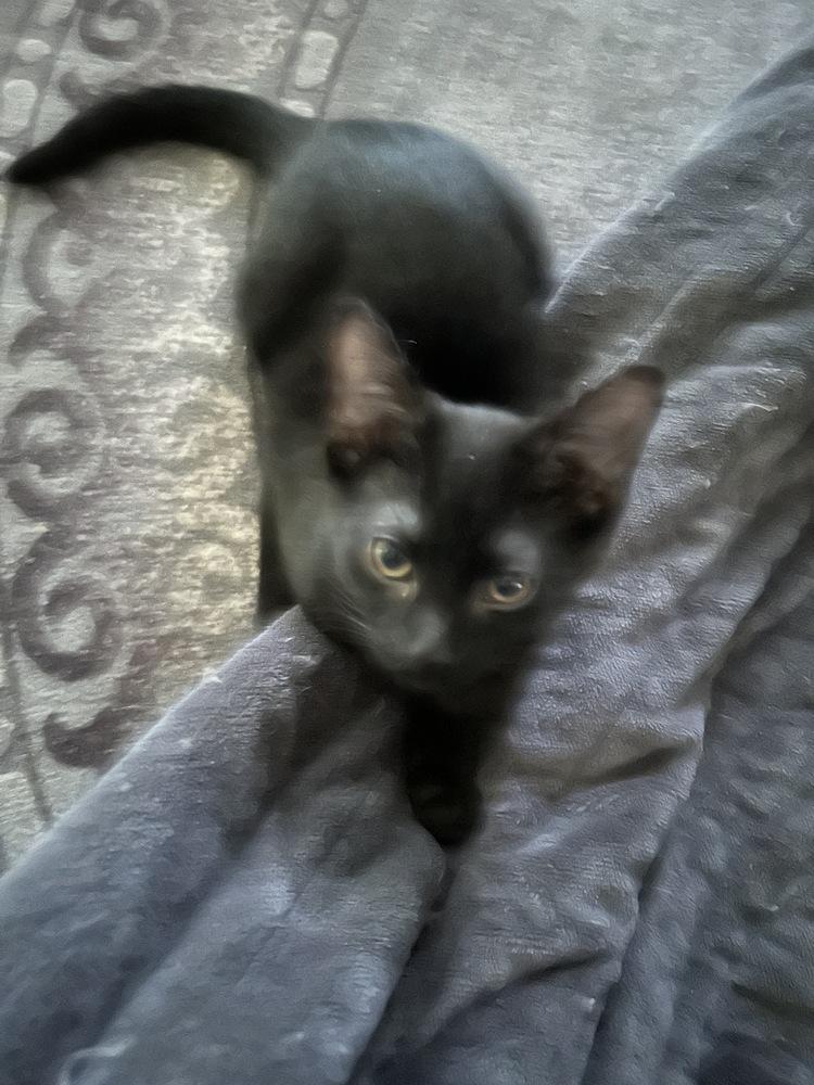 Enlarge blu, a Adoptable Domestic Short Hair in Lincoln Park, MI image 3/3