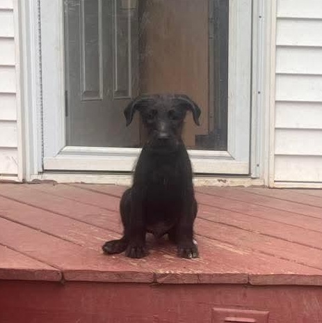 Cedric, an adopted mixed breed in East Peoria, IL image 2/5