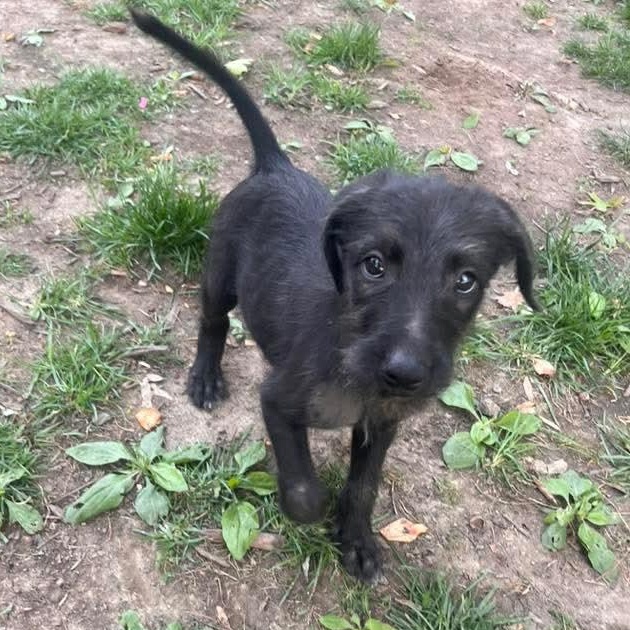 Cedric, adopted, Puppy Male Poodle.