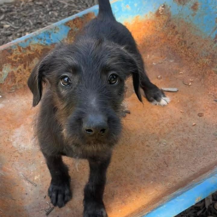 Cedric, an adopted mixed breed in East Peoria, IL image 5/5