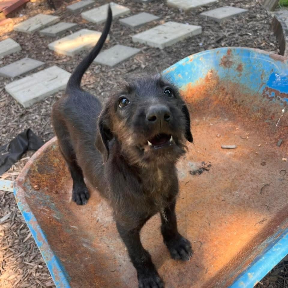 Cedric, an adopted mixed breed in East Peoria, IL image 3/5