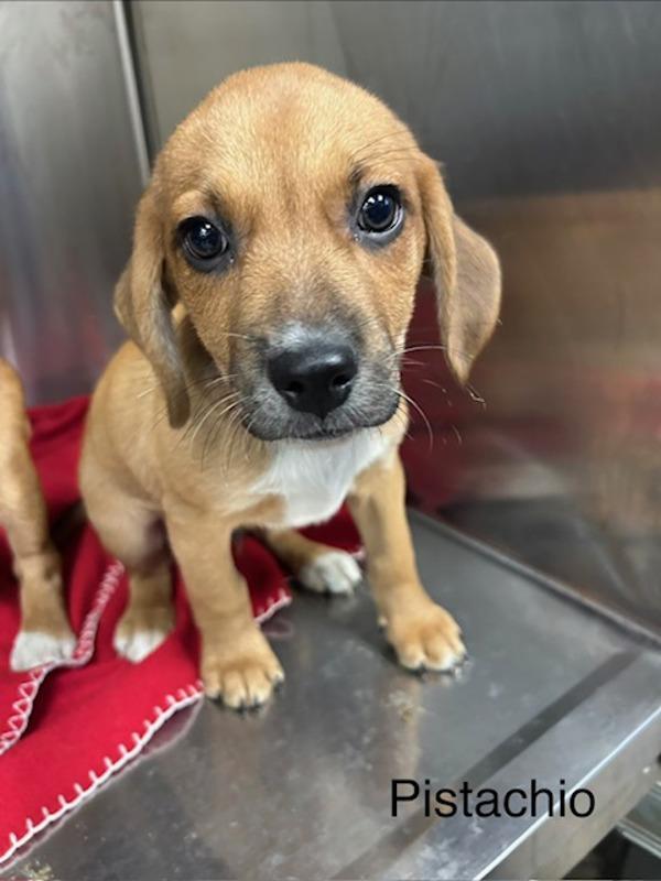 Enlarge Pistachio, a Adoptable mixed breed in Knoxville, TN image 1/1
