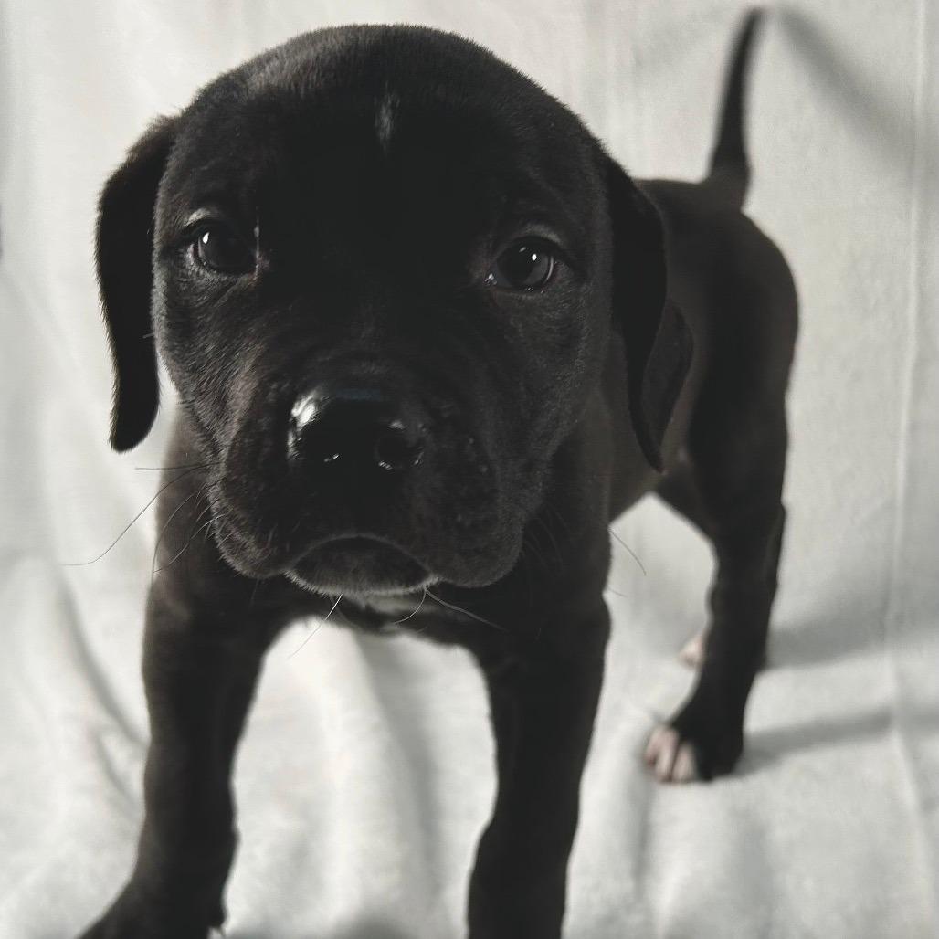 Hollis, Adoptable, Puppy Male Mixed Breed.