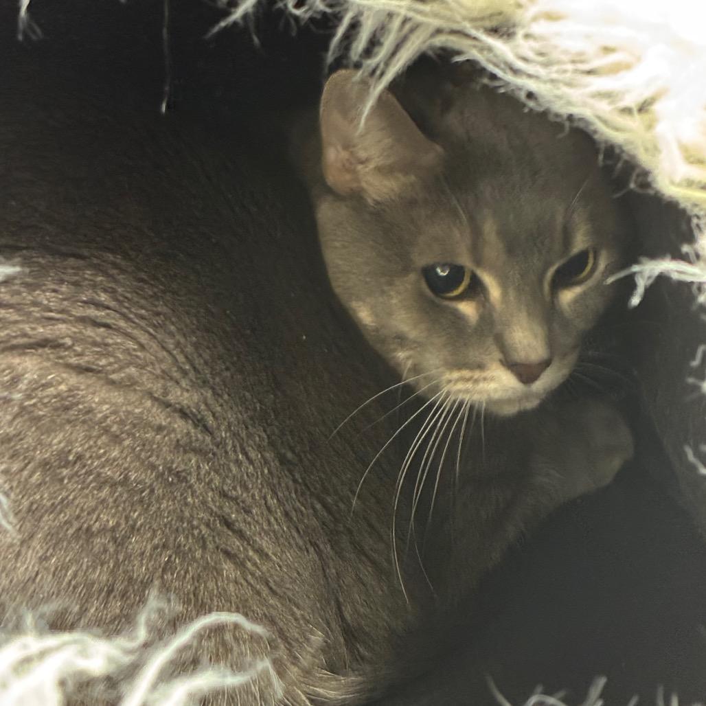 Smokey, Adoptable, Senior Female Domestic Short Hair.