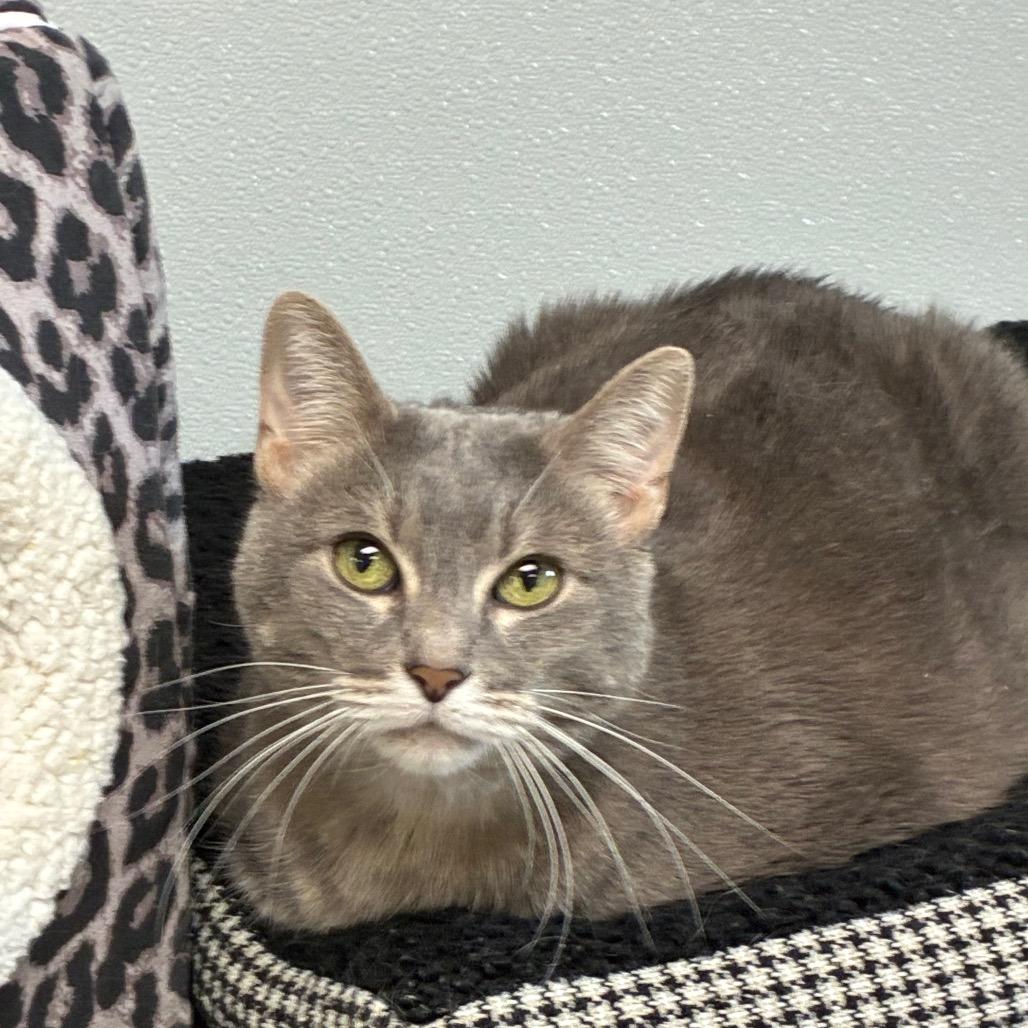 Enlarge Smokey, a Adoptable Domestic Short Hair in Uniontown, PA image 2/3