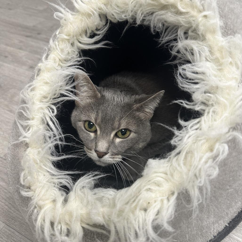 Enlarge Smokey, a Adoptable Domestic Short Hair in Uniontown, PA image 3/3